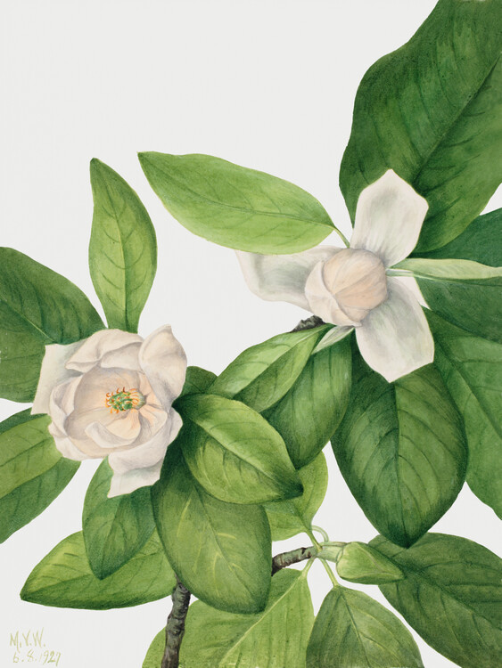 Reprodução do quadro Sweetbay Magnolia (Plant) - Mary Vaux Walcott