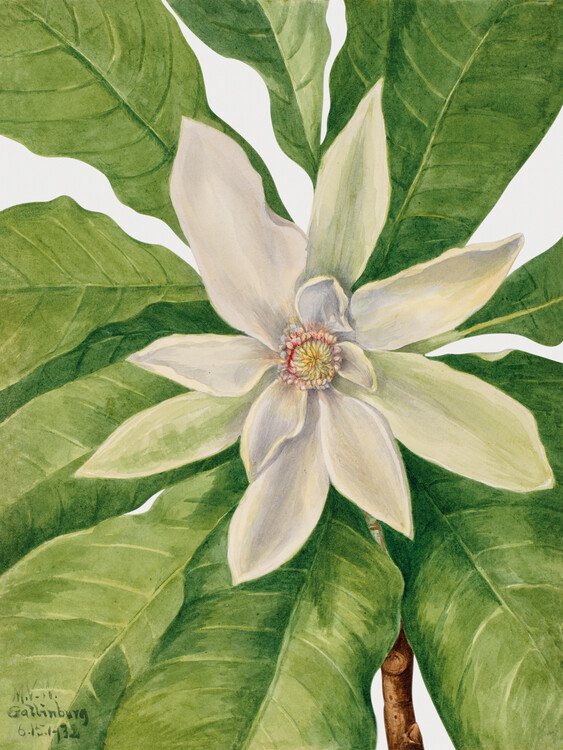 Reprodução do quadro Umbrella Magnolia Tree (Plant) - Mary Vaux Walcott