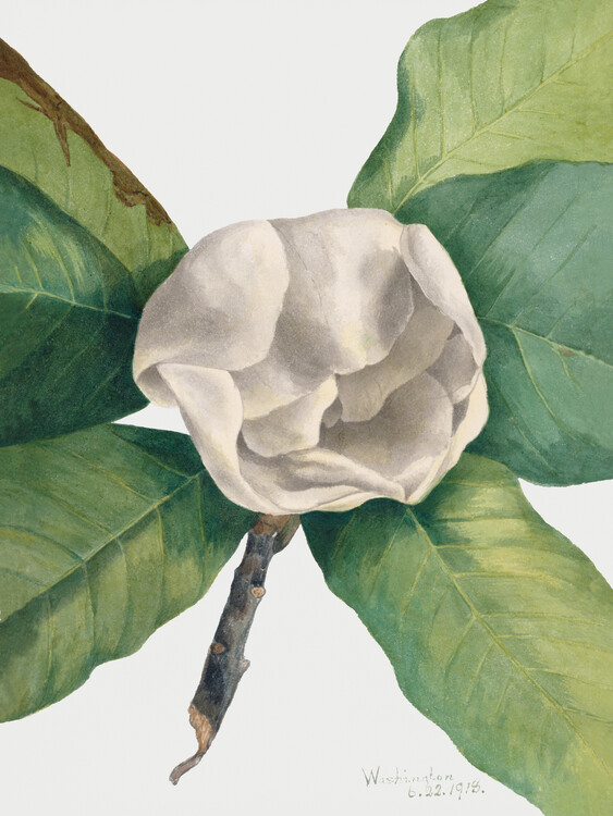 Reprodução do quadro Southern Magnolia (Plant) - Mary Vaux Walcott