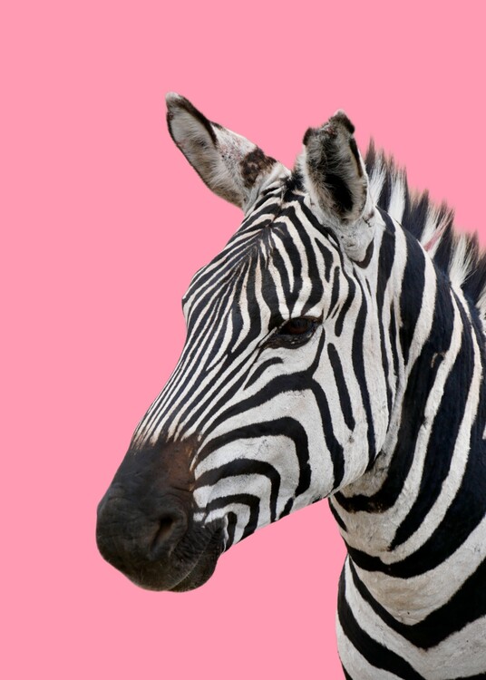 pink and pink zebra print background