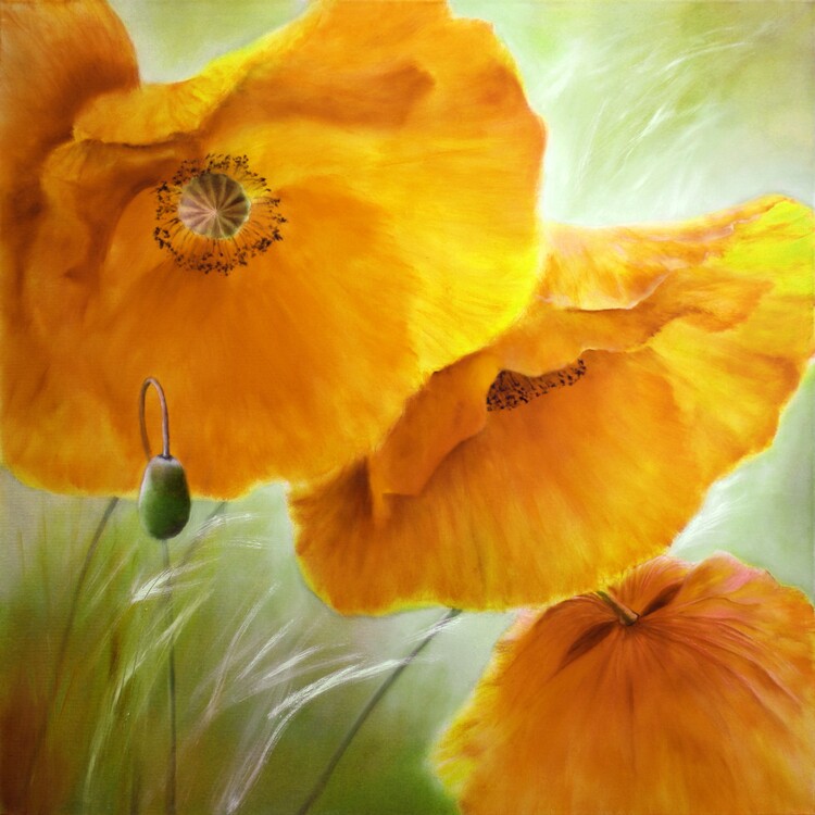Canvas Print Three poppies, orange light
