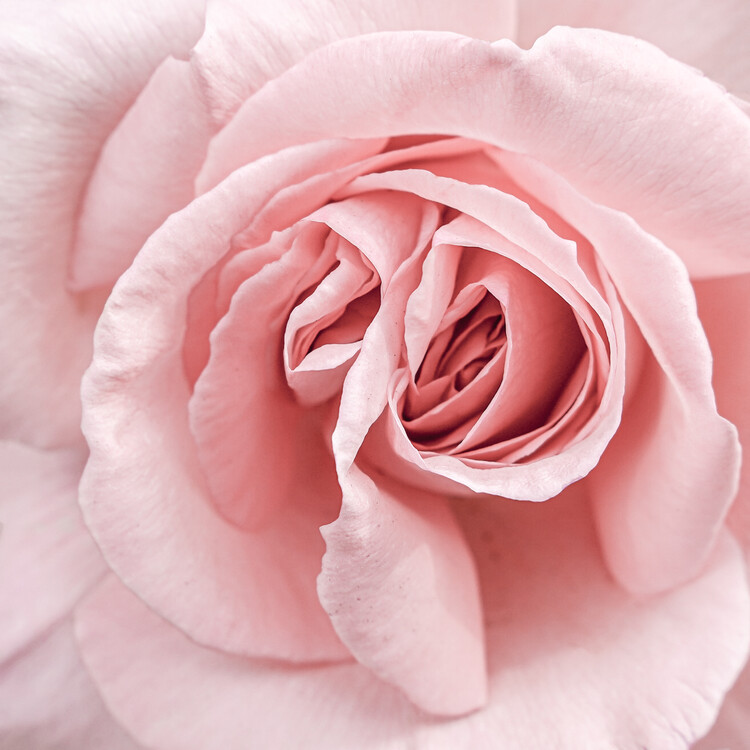 Art Photography Soft Pink Rose