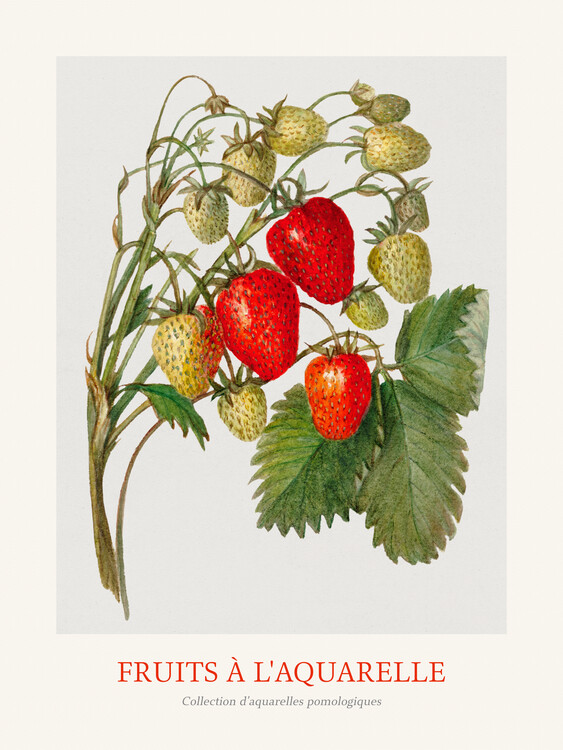 Taidejäljennös Strawberries (Watercolour Kitchen Fruit)