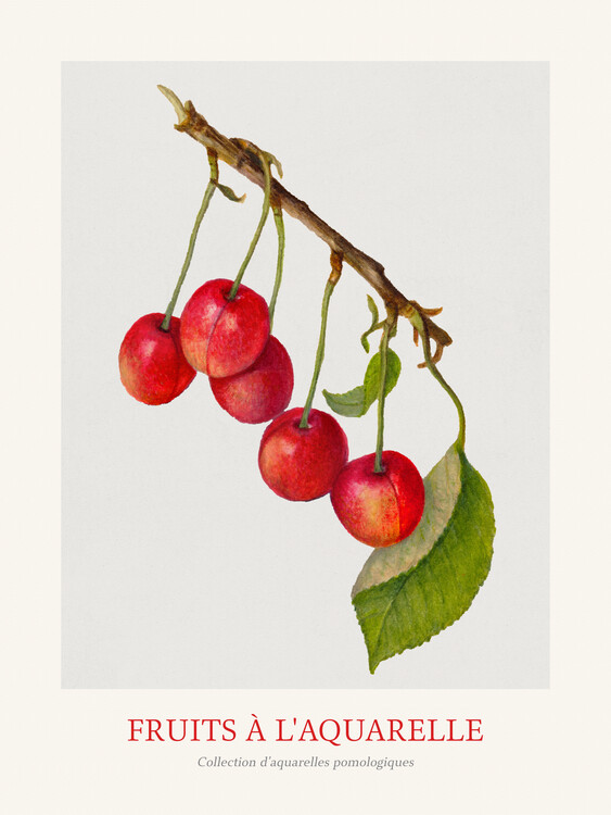 Taidejäljennös Cherries (Watercolour Kitchen Fruit)