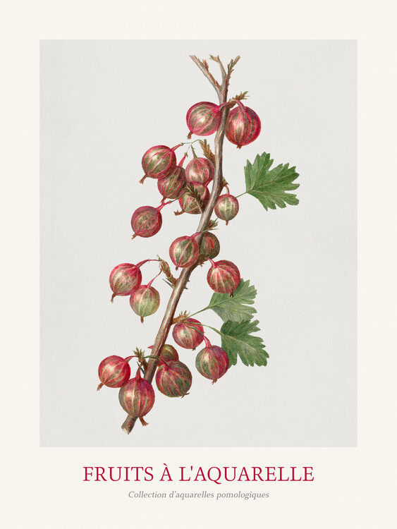 Umelecká tlač Gooseberries (Watercolour Kitchen Fruit)