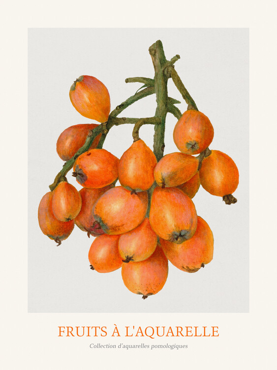 Ilustrácia Loquat (Watercolour Kitchen Fruit)