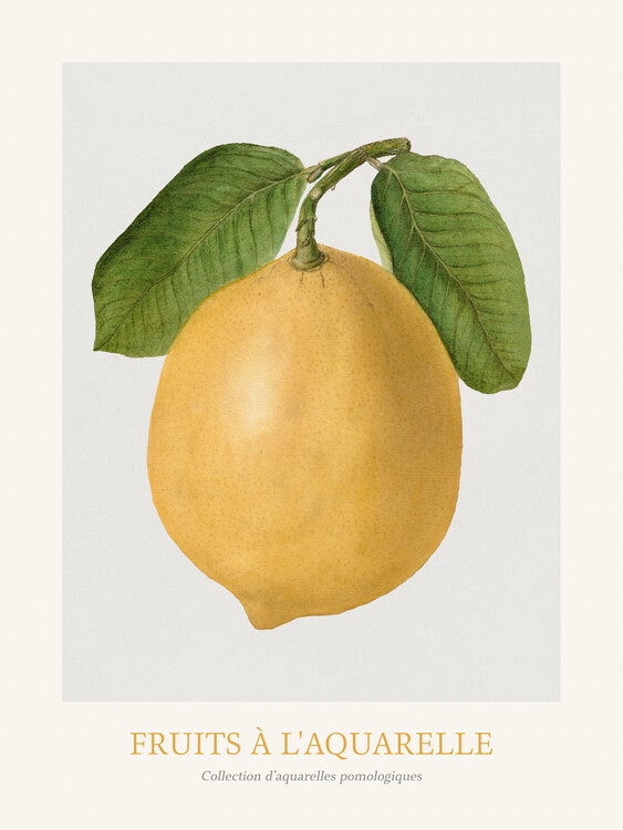 Konsttryck Lemon (Watercolour Kitchen Fruit)