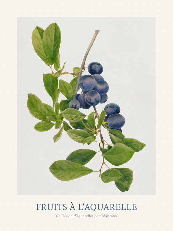 Taidejäljennös Plums (Watercolour Kitchen Fruit)