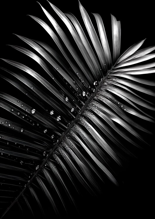 Canvas Print Black & White, Palm Leaf with dew droplets