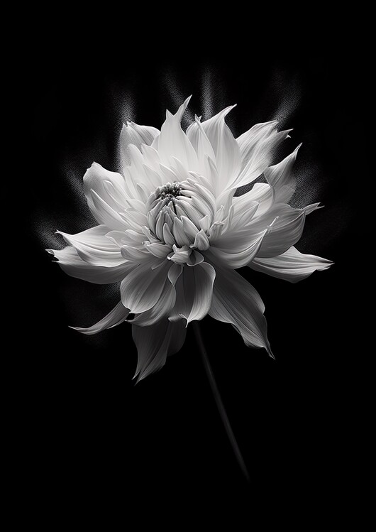 Art Photography Black & White, Chrysanthemum Flower