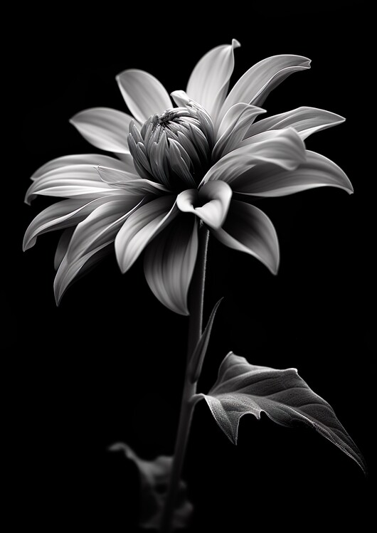 Art Photography Black & White, Chrysanthemum Flower