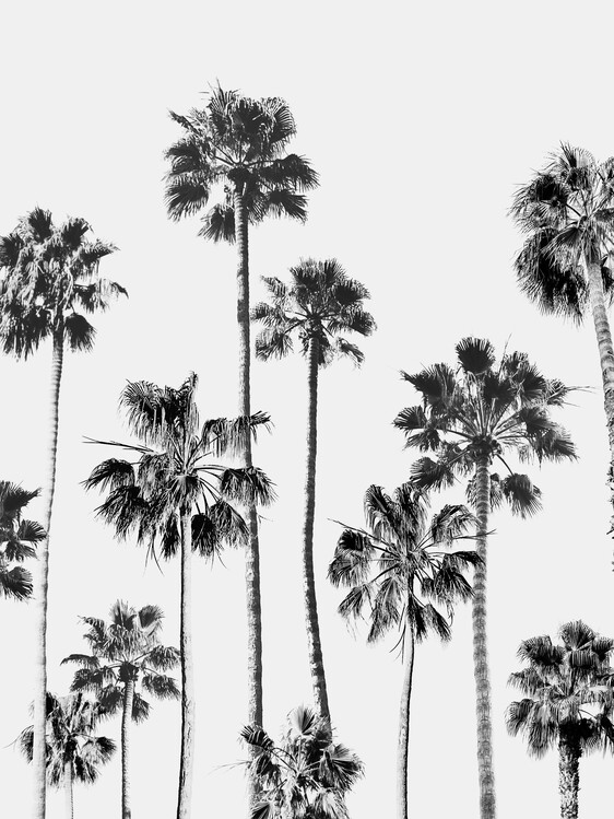 Kunstfotografie Black & White Palms 3