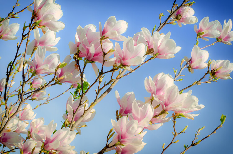 Arte Fotográfica Magnolia