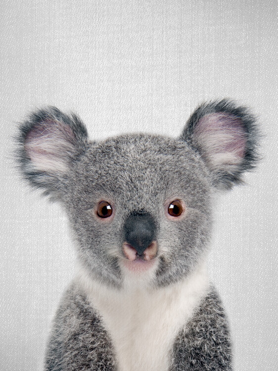 Illustration Koala bear watercolor image