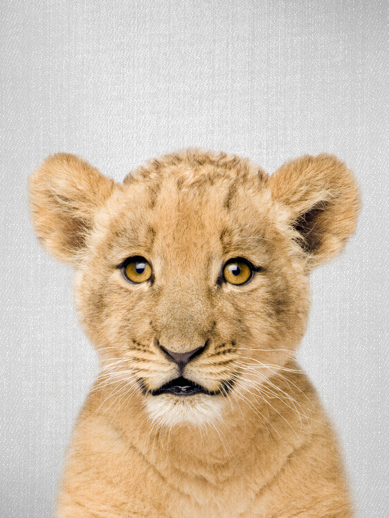 Umělecká fotografie Baby Lion