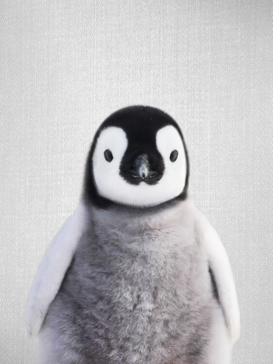 Canvas Print Baby Penguin