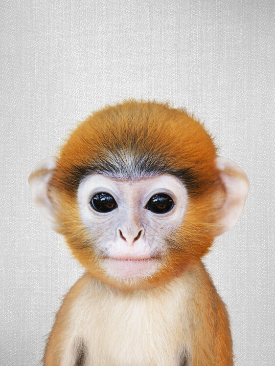 Umělecká fotografie Baby Monkey