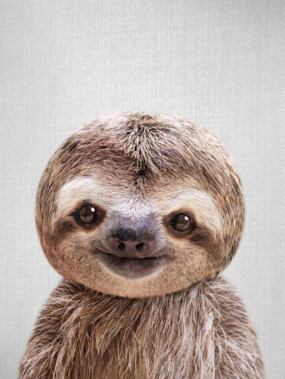 Stampa su tela Baby Sloth