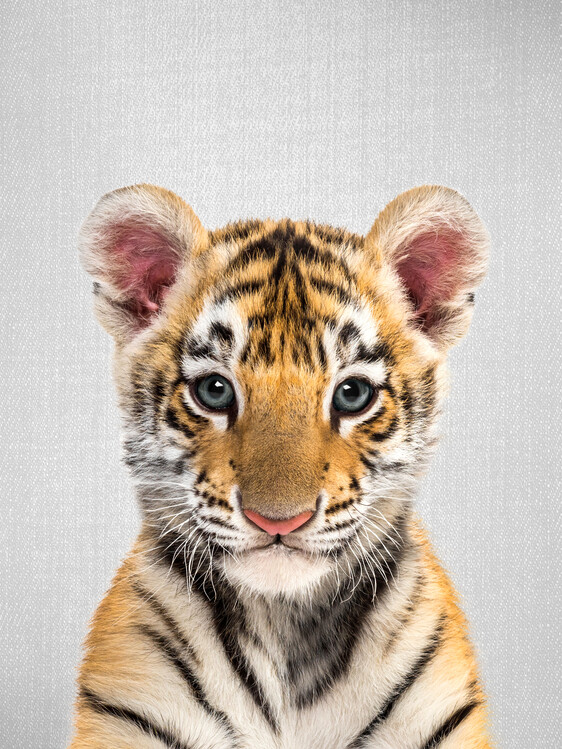 Canvas Print Baby Tiger