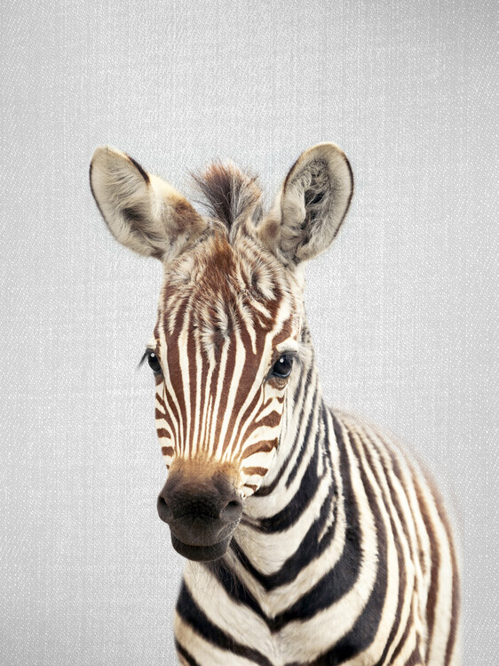 Umělecká fotografie Baby Zebra