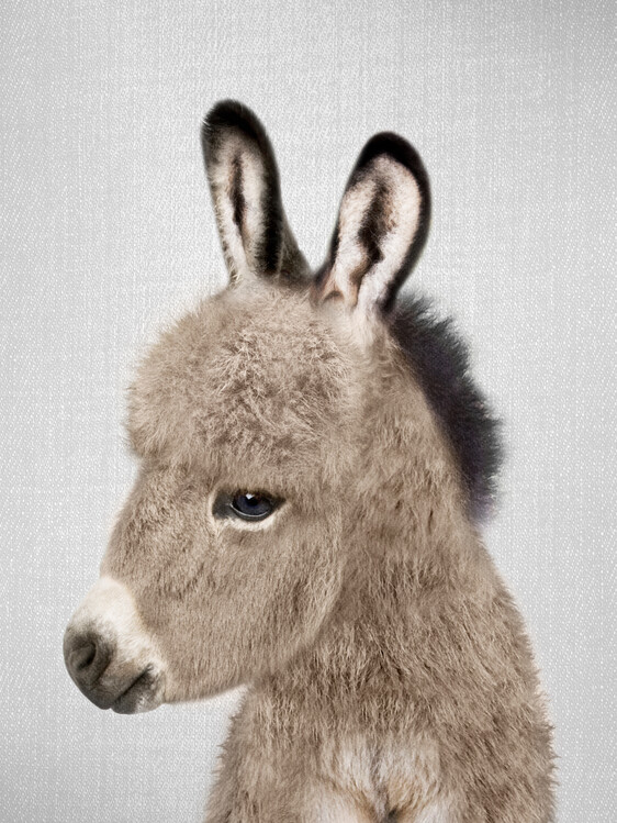 Umělecká fotografie Donkey