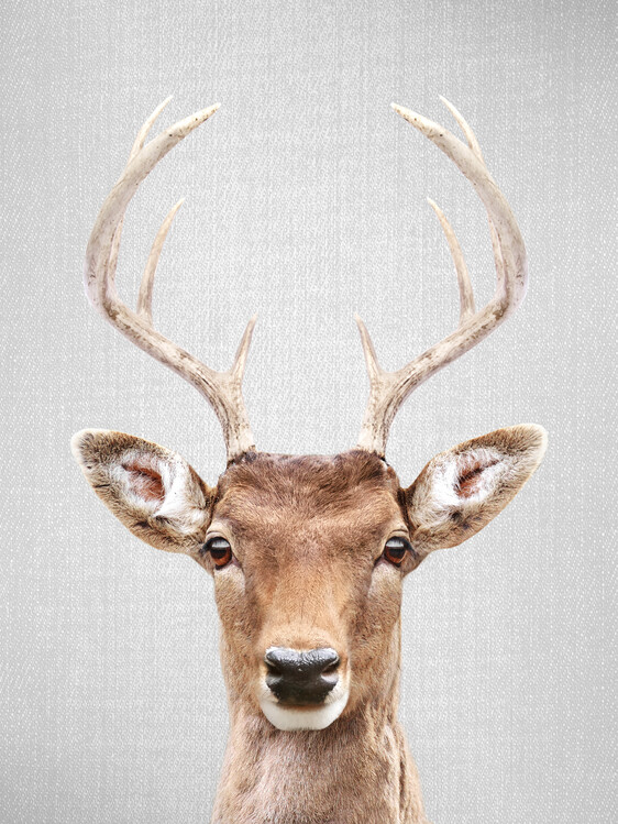 Canvas Print Deer 2