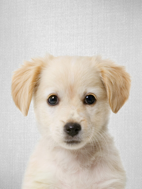Canvas Print Golden Retriever Puppy