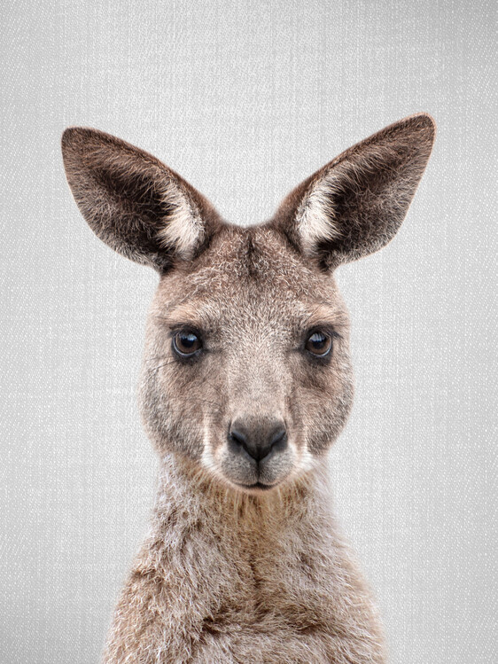 Arte Fotográfica Kangaroo