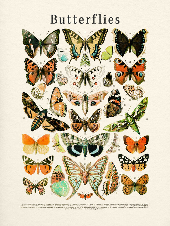 Kuva Butterflies Collection