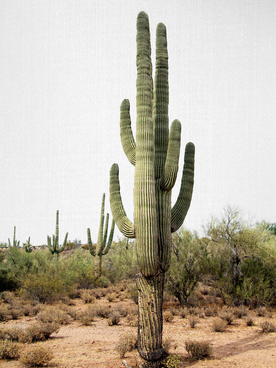 Art Photography Arizona Cactus