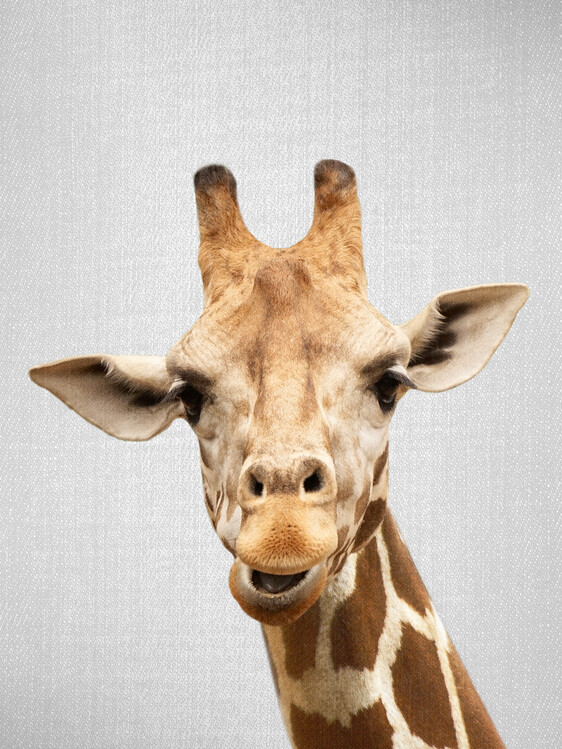 Arte Fotográfica Giraffe