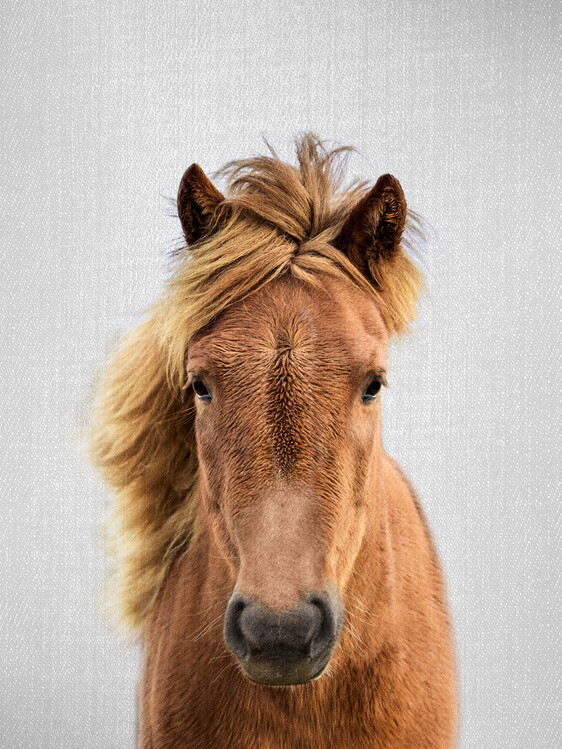 Art Photography Horse