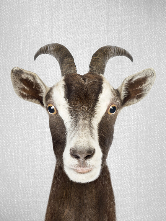 Konstfotografering Goat