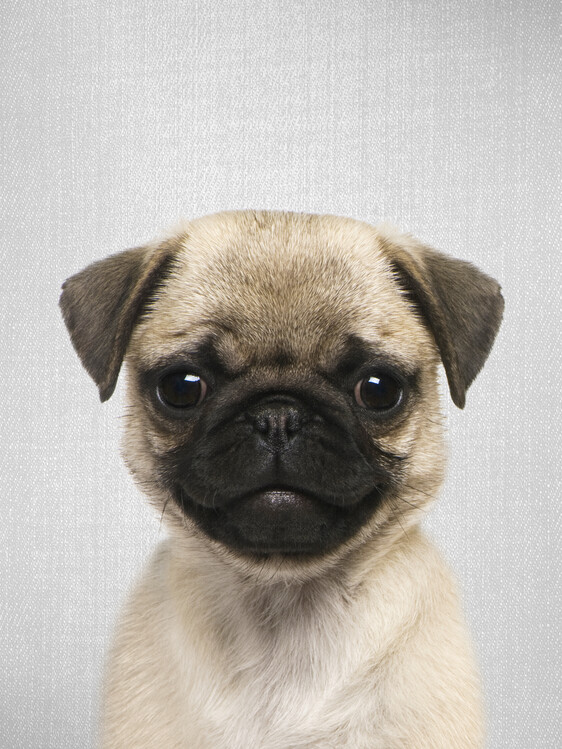 Umělecká fotografie Pug Puppy