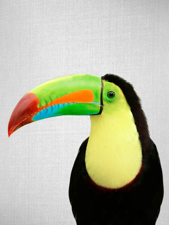 Konstfotografering Toucan Bird