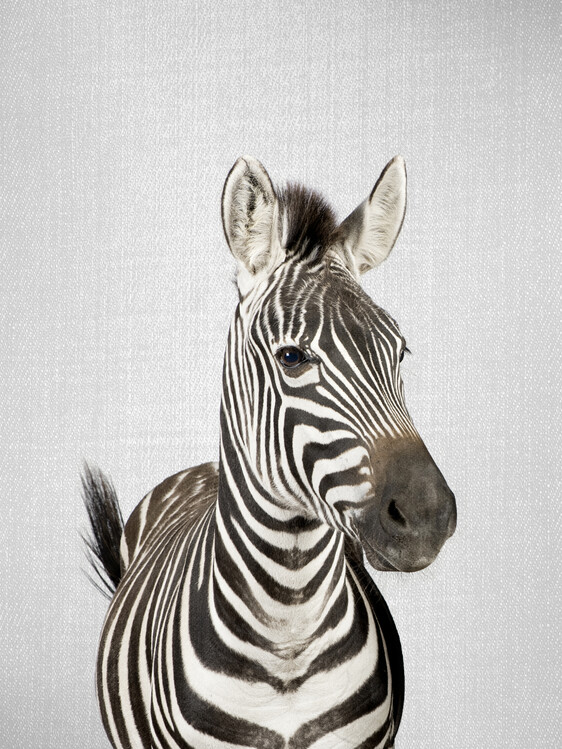 Konstfotografering Zebra