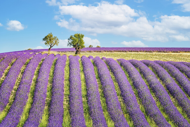Konstfotografering Lavender Field