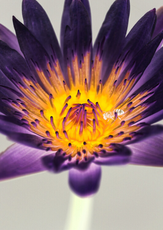 Art Photography Water Lilly