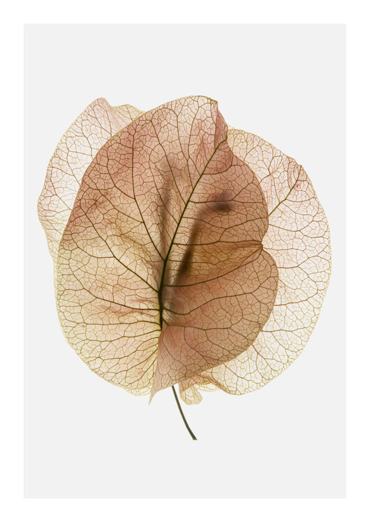 Illustrazione Bougainvillea Study No7