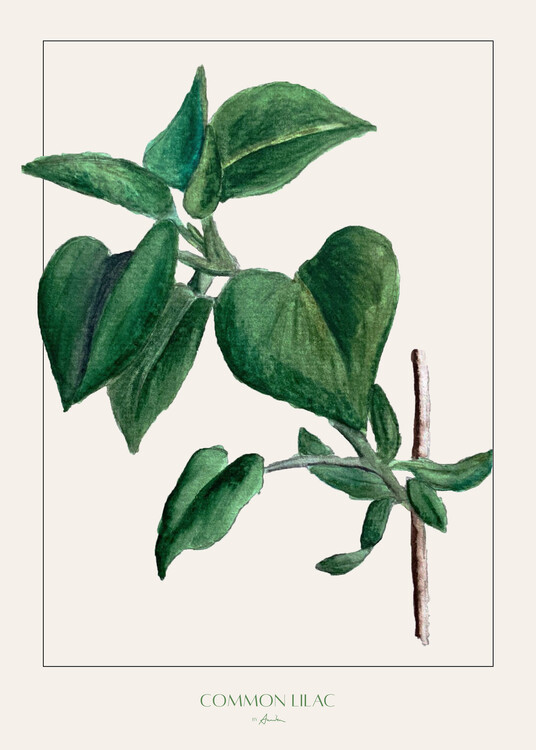 Ilustrare Common lilac
