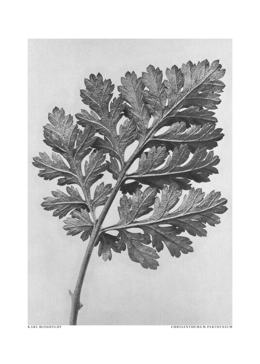 Illustration Chrysanthemum parthenium