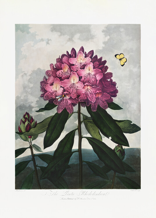 Illustration The Pontic Rhododendron from The Temple of Flora (1807)