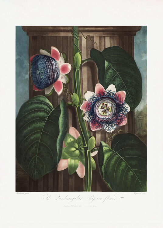 Wall Art Print | The Quadrangular Passion Flower from The Temple ...