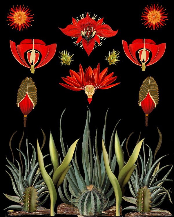 Illustration Cactus and Succulent Invention