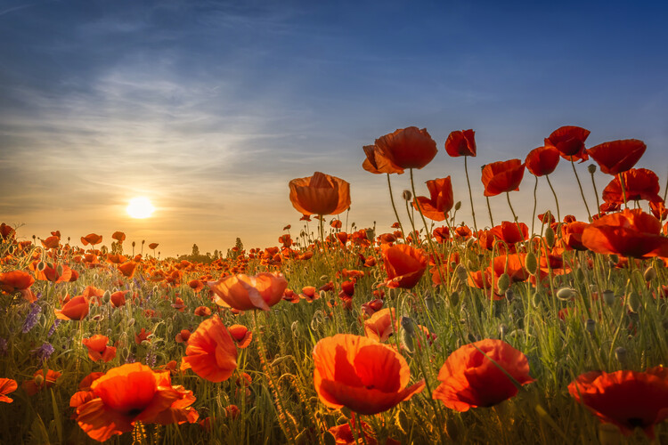 Stampa su tela Poppies in the sunset