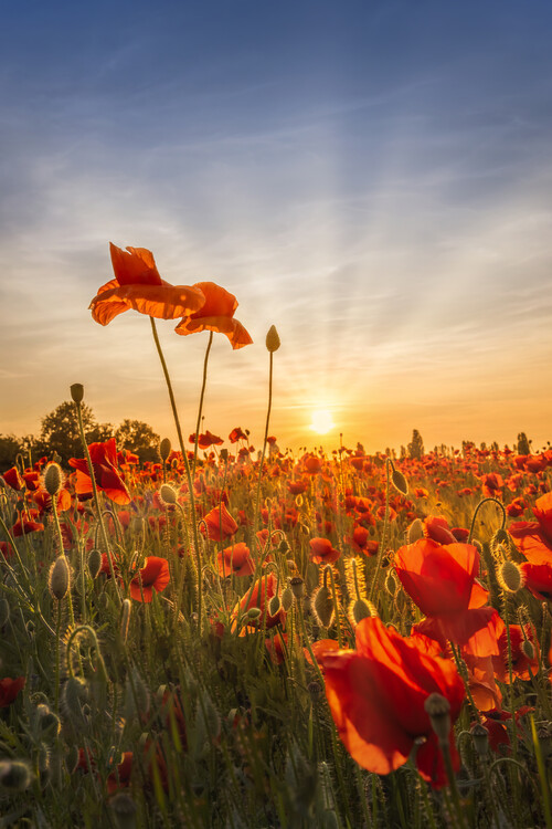 Canvas Print Poppies in sunset