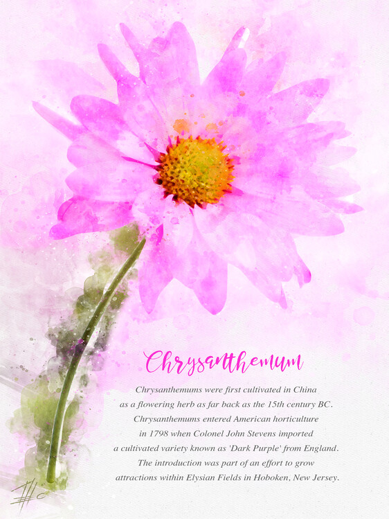 Illustration Chrysanthemum