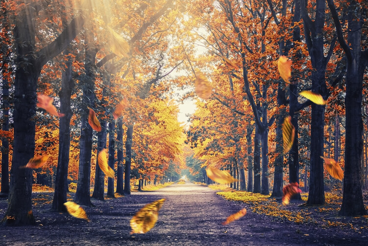 Fotografia artystyczna Falling Leaves