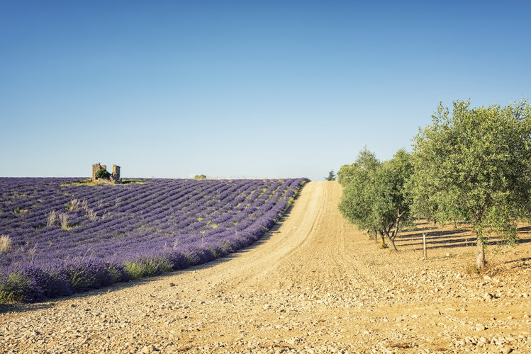 Konstfotografering Lavenders And Olives