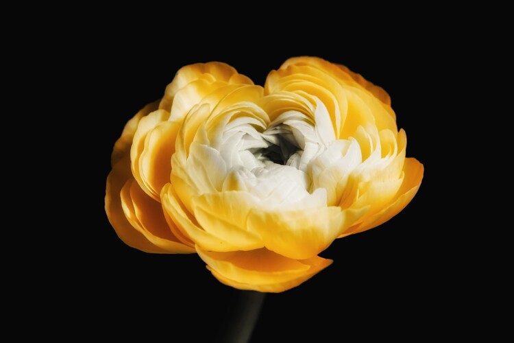 Umetniška fotografija Sunny petals contrasting dark backdrop